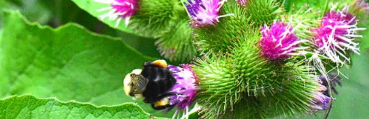Brusturele: o planta surprinzatoare in terapiile naturale