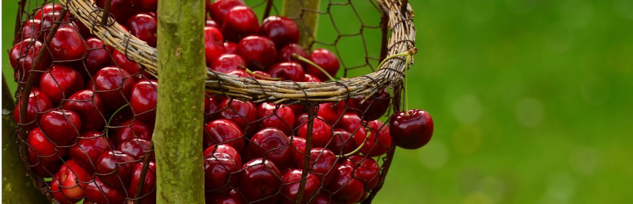 Nutritie: Beneficiile cireselor pentru organism, reguli de consum