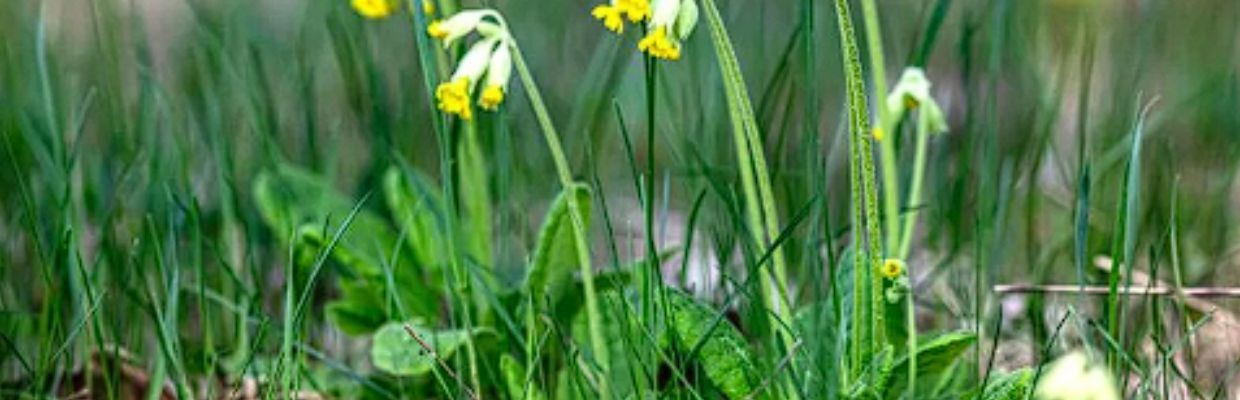 Ciubotica Cucului: beneficii pentru organism, proprietati si utilizare