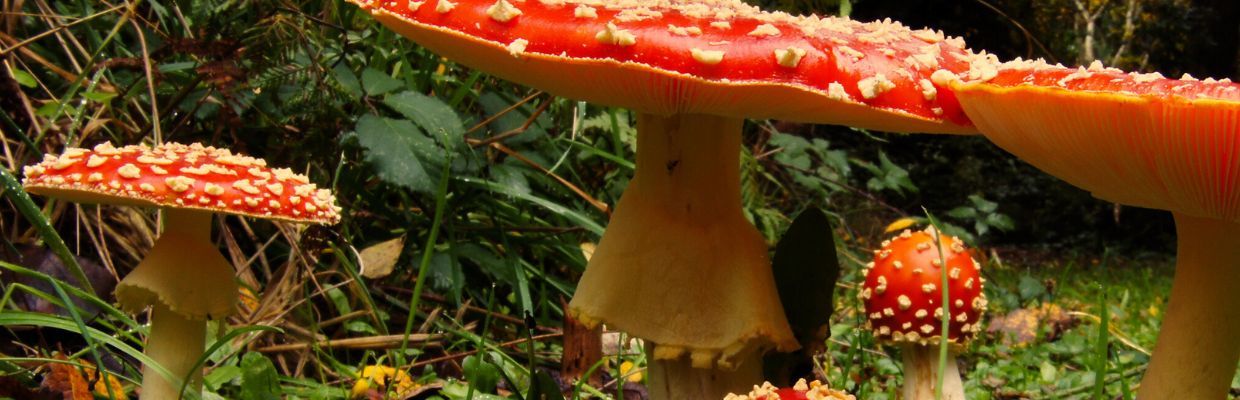 Ciupercile otravitoare: Cat de mortale pot fi, preventie si antidot
