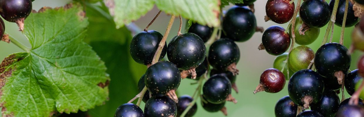 Fructe cu puternic efect antioxidant: De ce e important sa consumi coacaze negre