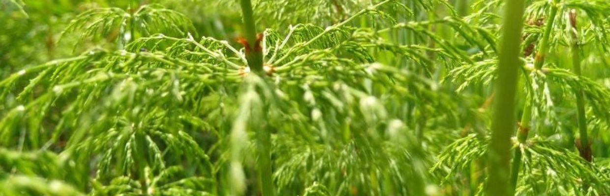 Planta de coada calului si beneficiile sale medicinale