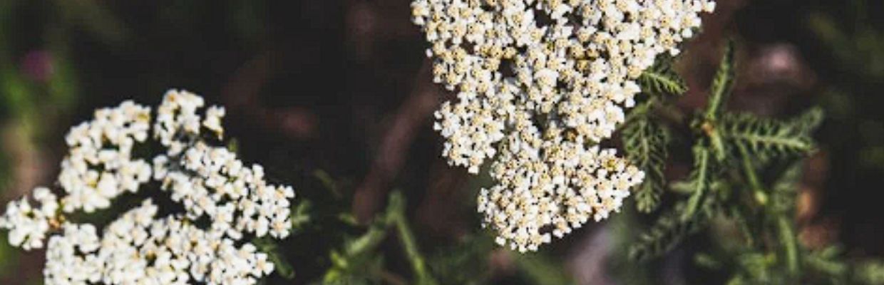 Coada soricelului: proprietati si indicatii terapeutice