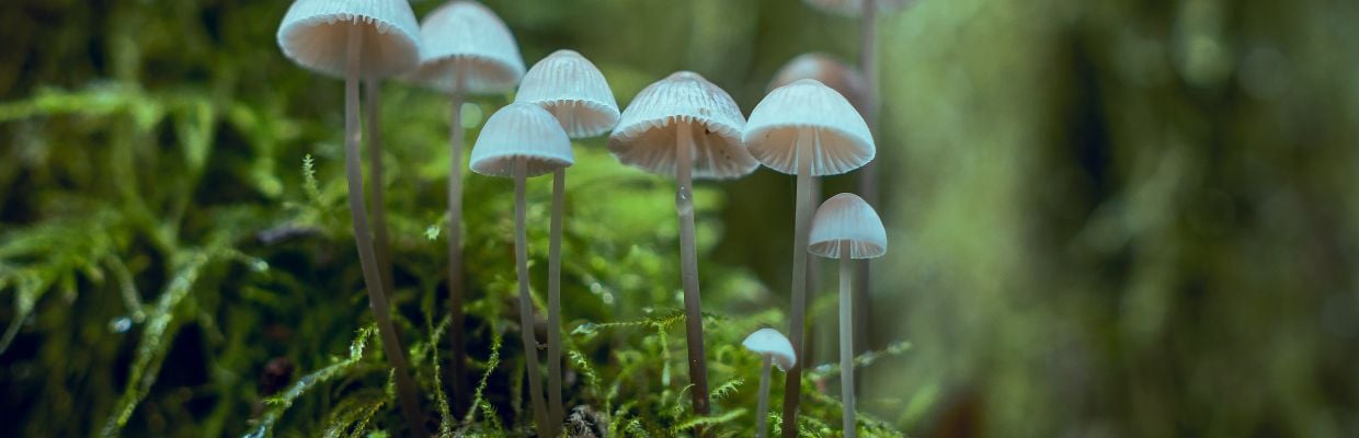 Cordyceps: Cum arata, reguli de consum, curiozitati