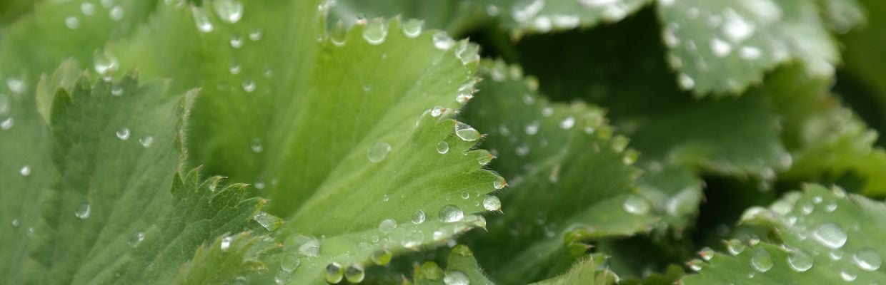 Cretisoara: Cum recunosti planta, moduri de folosire, contraindicatii