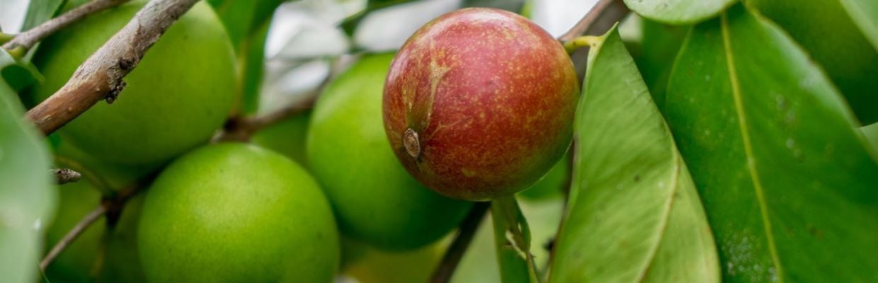 Myrciaria dubia: Un arbore cu proprietati importante pentru imunitate