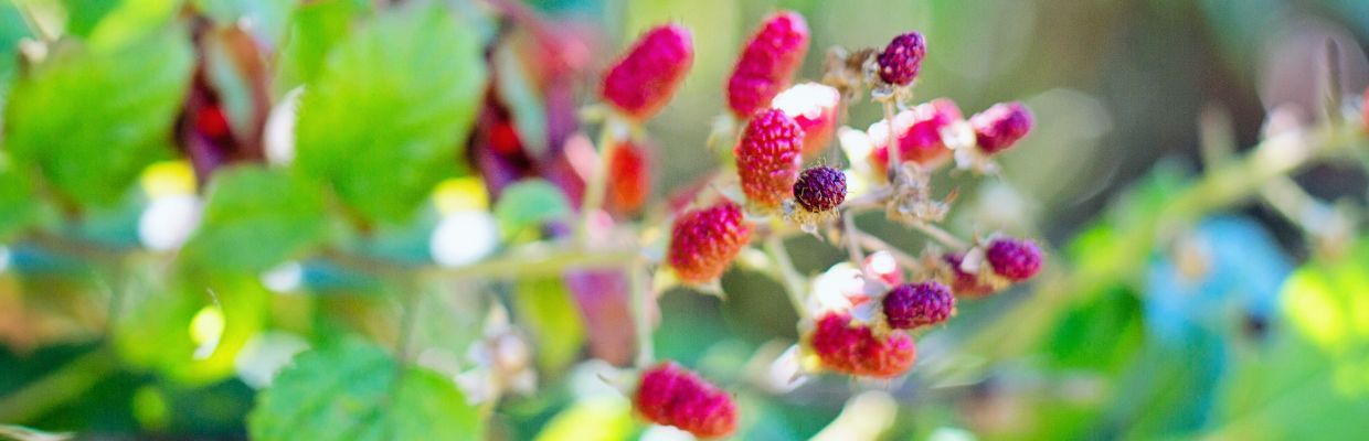 Frunzele de zmeur: Beneficii pentru organism, reguli de consum, contraindicatii