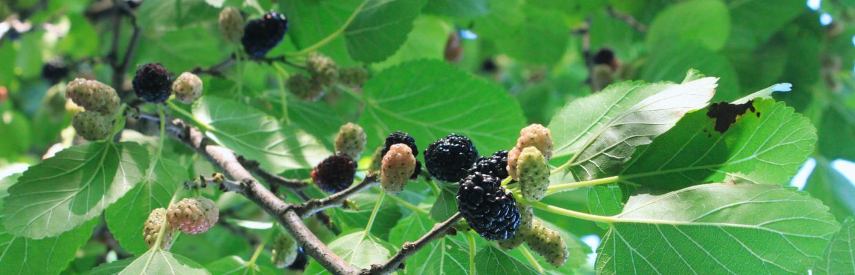 Dudele negre: Beneficii de consum, cum trebuie folosite