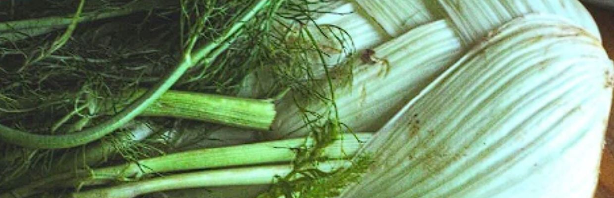 Fenicul: beneficii, proprietati, contraindicatii