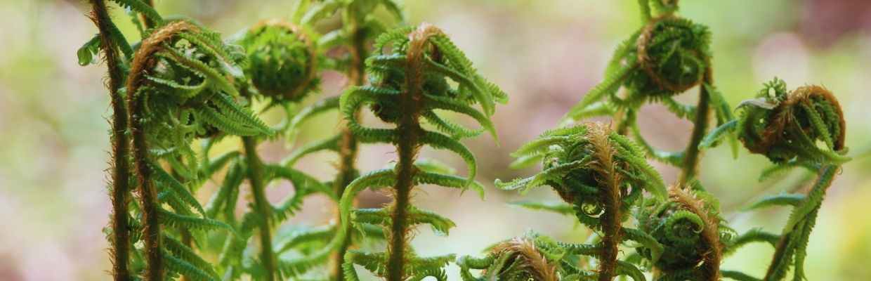 Feriga Fiddlehead: Cum o recunosti, cum se foloseste, contraindicatii