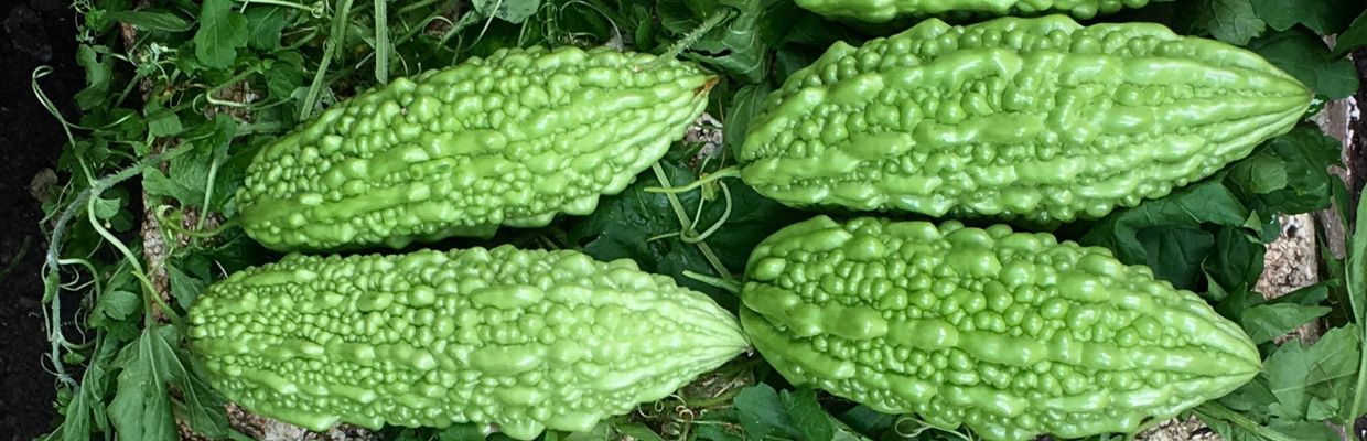 Bitter melon: cum ajuta aceasta leguma exotica combaterea diabetului 