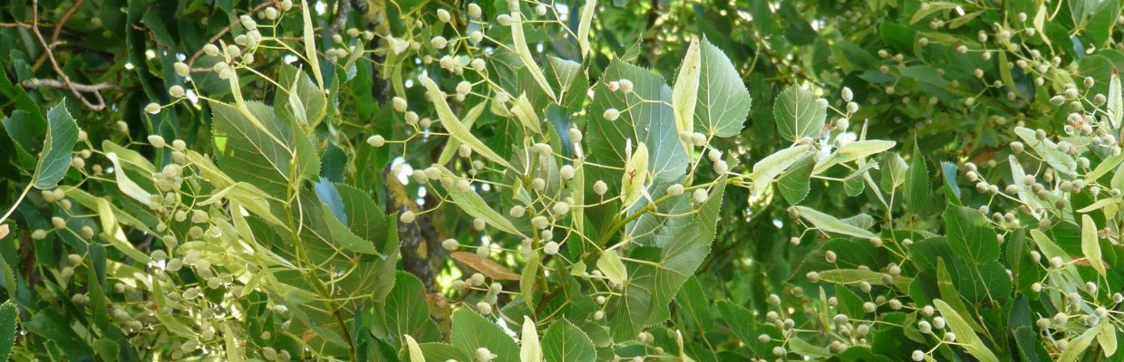 Florile de tei: Beneficii pentru organism, cum trebuie sa le folosesti