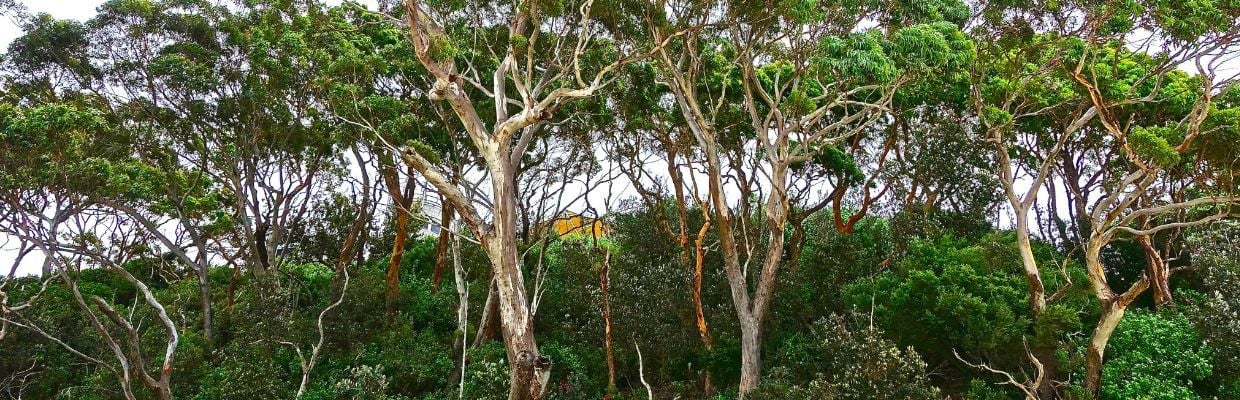 Arborele de eucalipt: Cum si cand il putem folosi, contraindicatii
