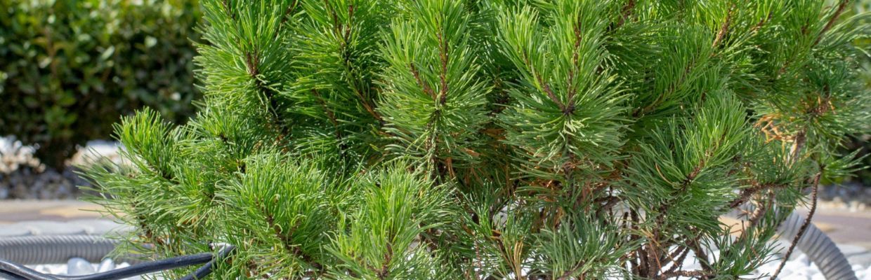 Ienuparul: Cum recunosti planta, beneficii, cum se poate utiliza