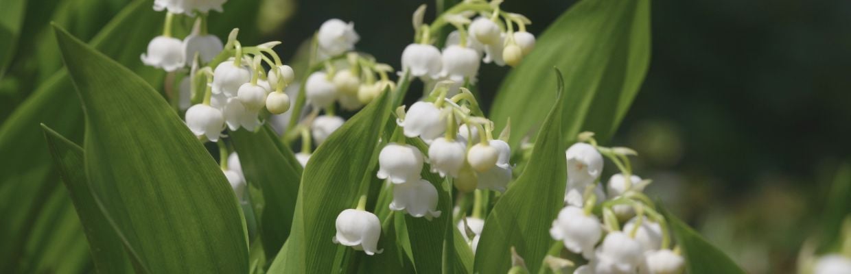 Lacrimioara: O planta cu multiple beneficii pentru organism
