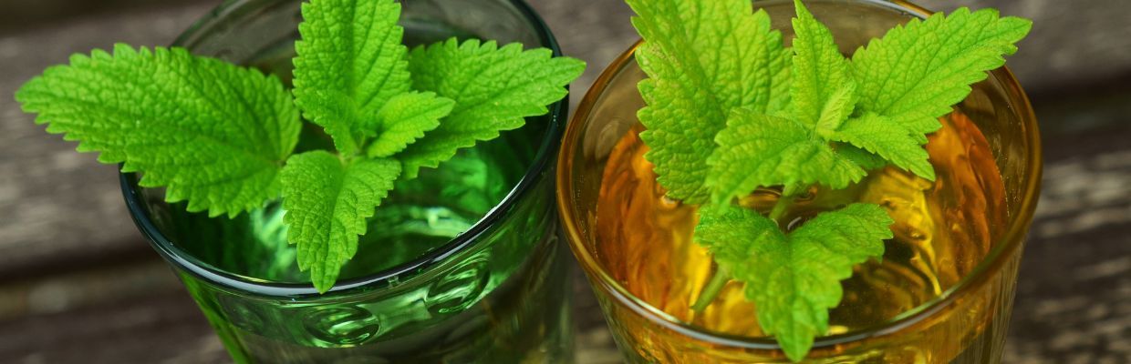 Matacina: Cum recunosti planta, ce beneficii are pentru organism