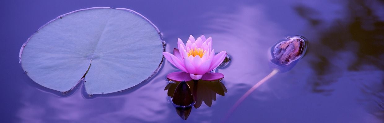 Radacina de lotus: beneficii pentru organism, contraindicatii