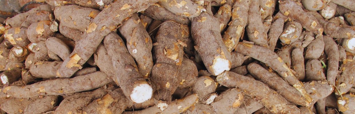 Nutritie: Ce este maniocul, reguli de consum, contraindicatii
