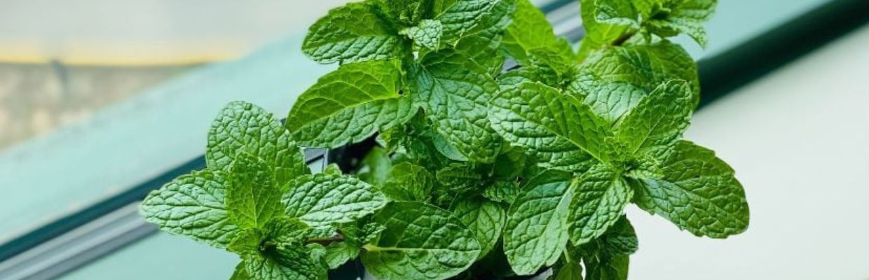 Ceaiul de menta: Beneficii, proprietati ale frunzelor, contraindicatii