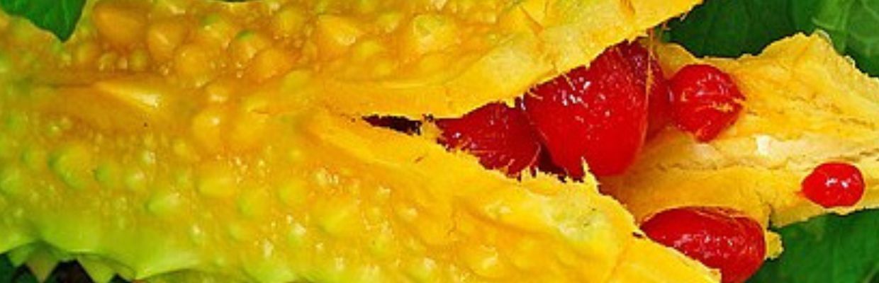 Nutritie: Beneficiile consumului de castravete amar Momordica. Contraindicatii