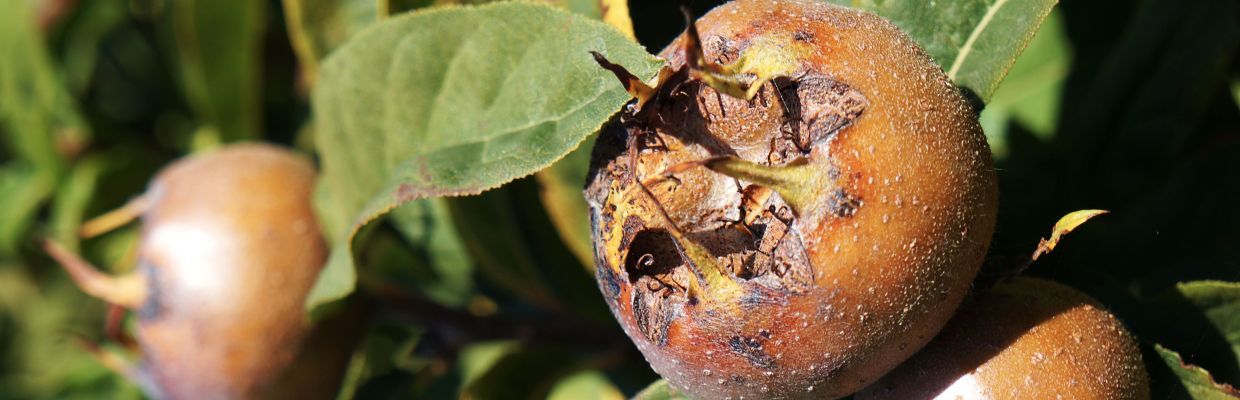 Mosmon: Cum recunosti acest fruct, beneficii pentru organism