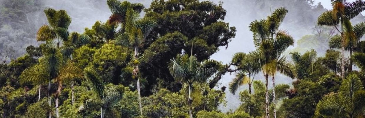 Muira Puama: Beneficii pentru organism, afrodisiac potenta