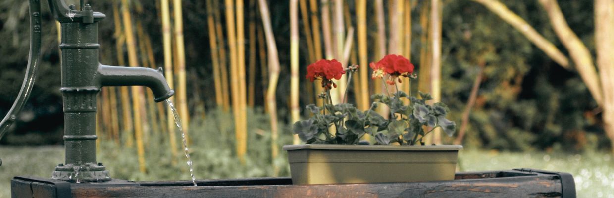 Florile de muscata: Beneficii pentru organism, contraindicatii de consum