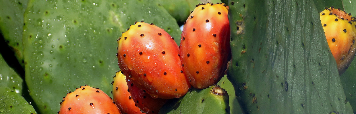 Nopalul: O leguma care seamana cu un cactus, cum se poate consuma