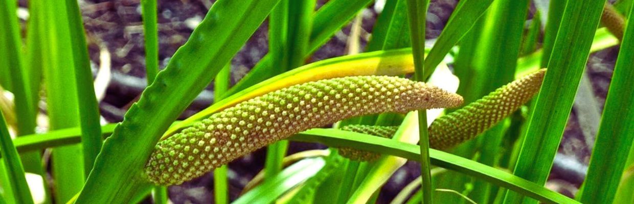 Obligeana: medicamentul natural disponibil in natura