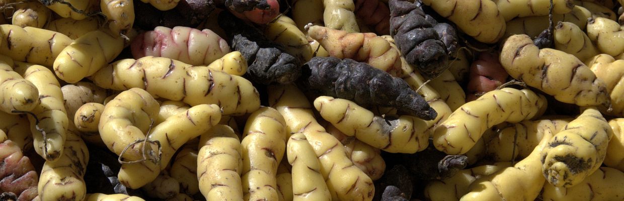 Nutritie: Beneficiile pentru organism ale consumului de cartofi OCA