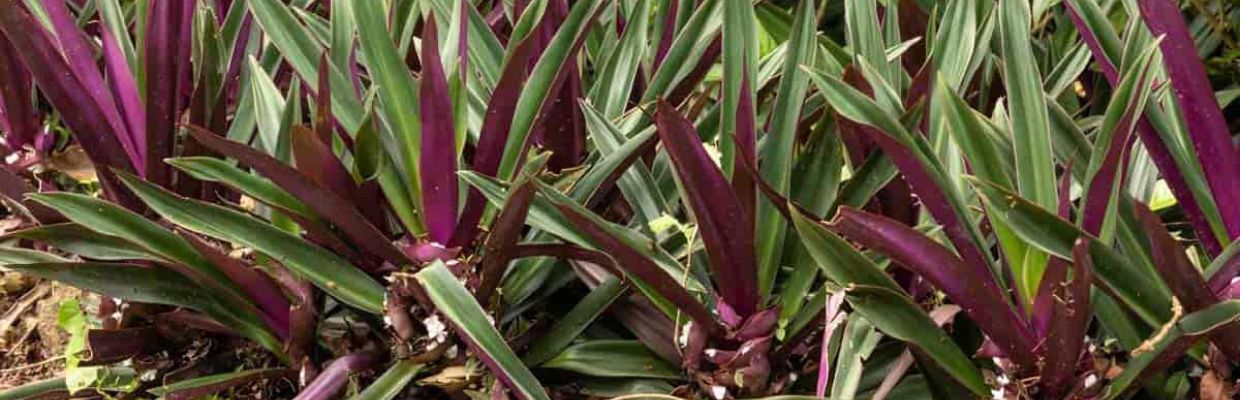 Nutritie: Tragopogon, sau planta stridiilor, cum se poate consuma