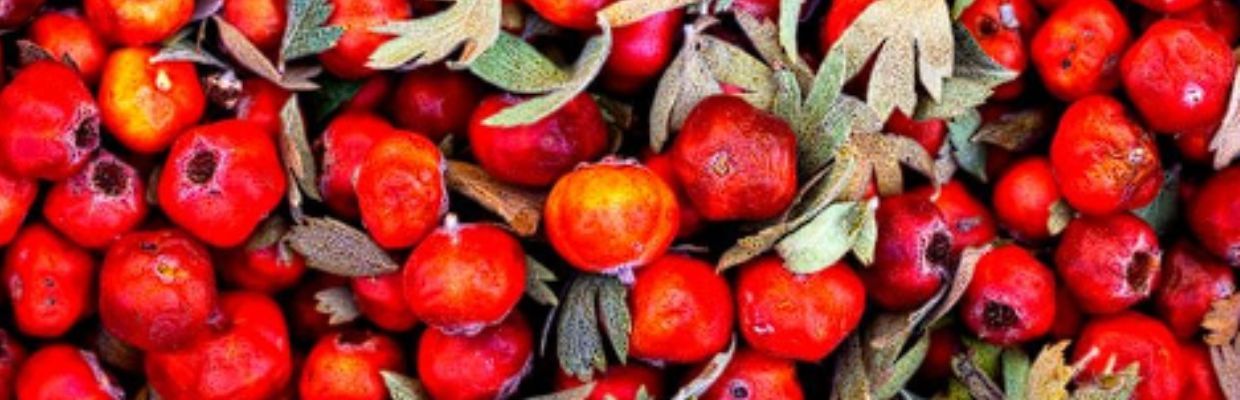 Paducelul: Utilizare, beneficii organism, contraindicatii