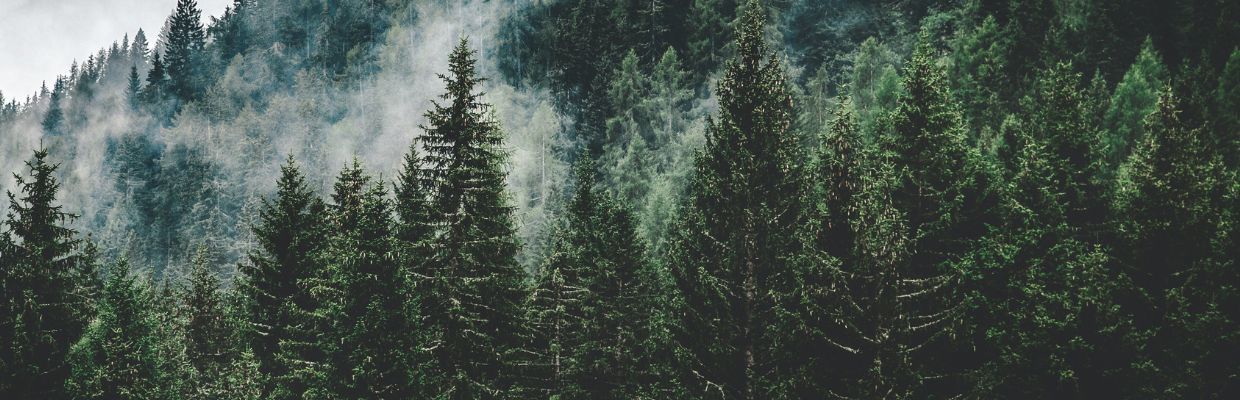 Pinul: utilizari pentru sanatate ale arborelui