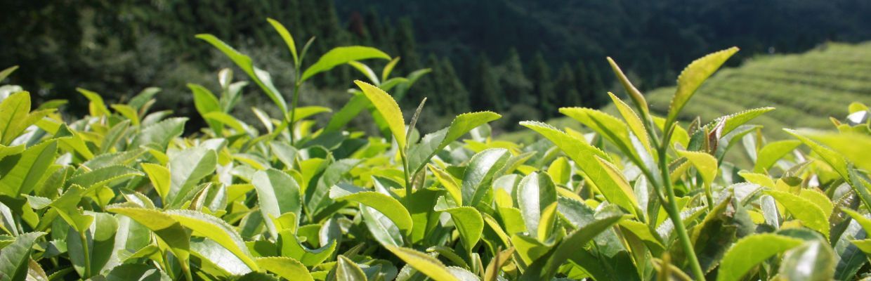 Nutritie: Plante de ceai cu puternic efect antioxidant. Cum le alegi