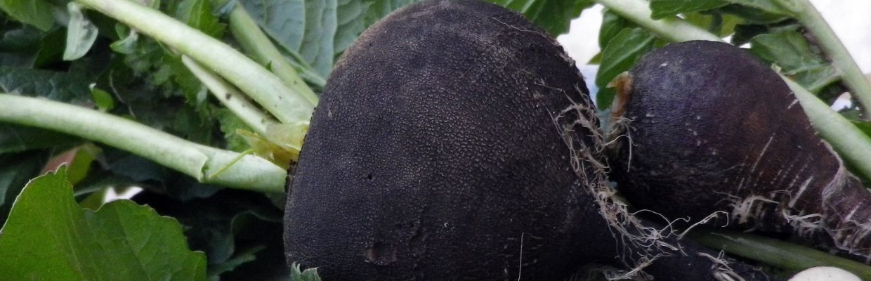 Nutritie: Beneficiile pentru sanatate ale consumului de ridiche neagra