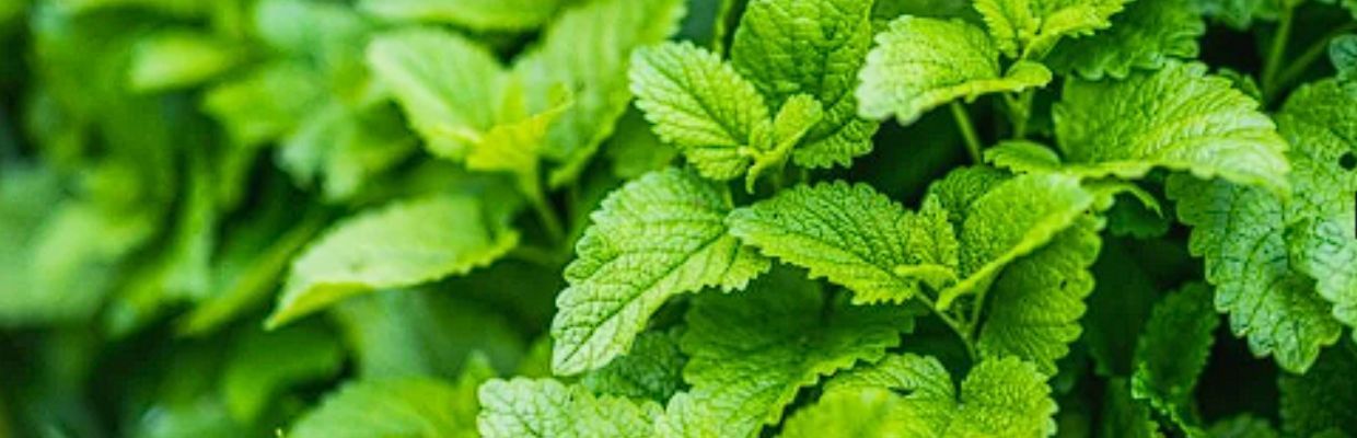 Roinita: proprietati, beneficii, utilizare, contraindicatii