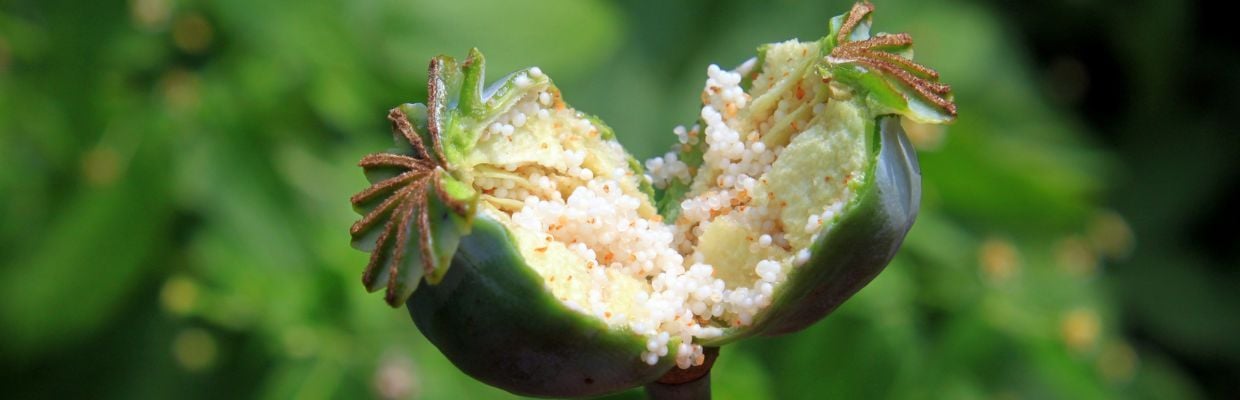 Nutritie: Cum te ajuta semintele de mac. Contraindicatii de consum