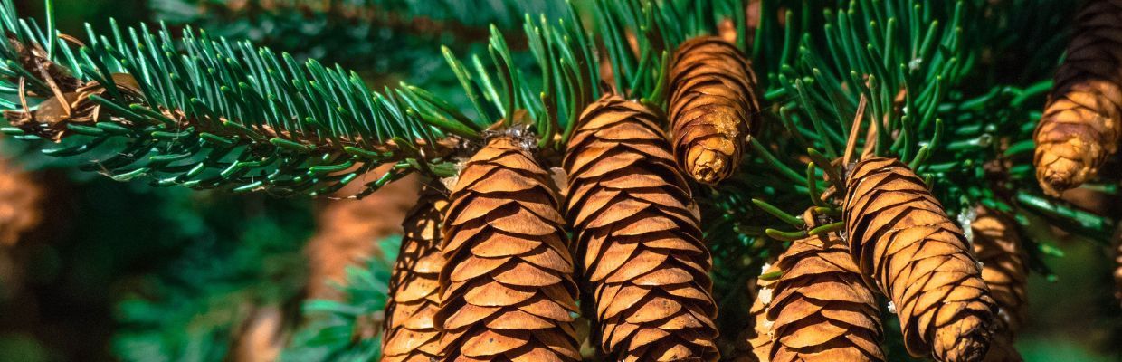 Nutritie: Beneficii pentru organism ale semintelor de pin, contraindicatii de consum