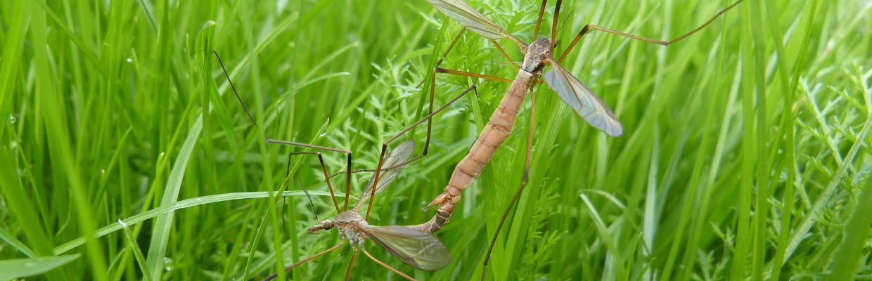 Alergia la insecte: Cum apare, preventie, simptome si tratament
