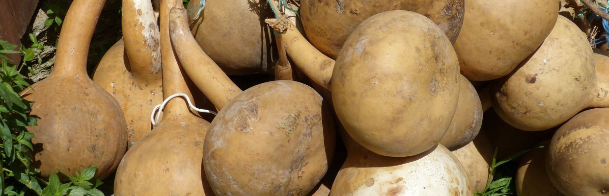Nutritie: Ce este tigva, cum se poate consuma, contraindicatii