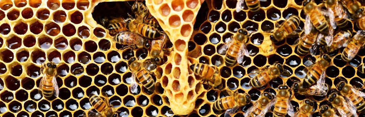Tinctura de Propolis: beneficii pentru sanatate si cum sa o folosesti