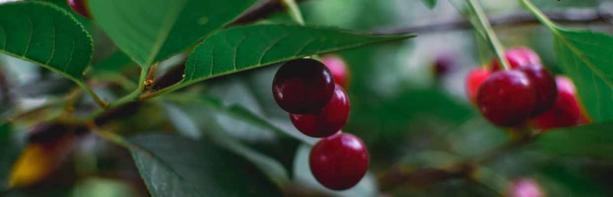 Nutritie: Beneficii ale consumului de visine pentru organism