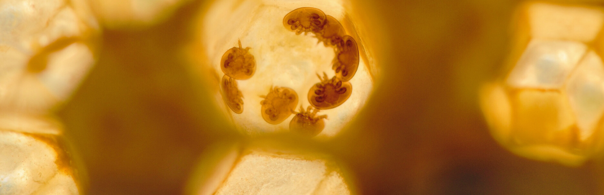 Albendazolul: Cum se foloseste corect si de ce se recomanda in infestarile cu paraziti intestinali