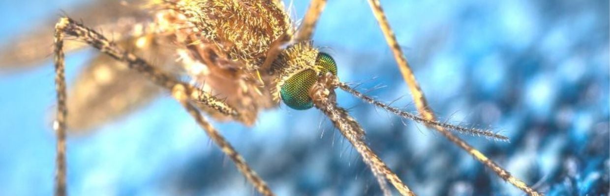 Virusul Zika: Cum recunosti primele simptome, rata de mortalitate, preventie si tratament