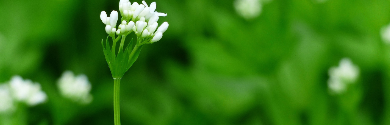  Galium aparine: Cum recunosti planta, proprietati si beneficii, reguli de folosire