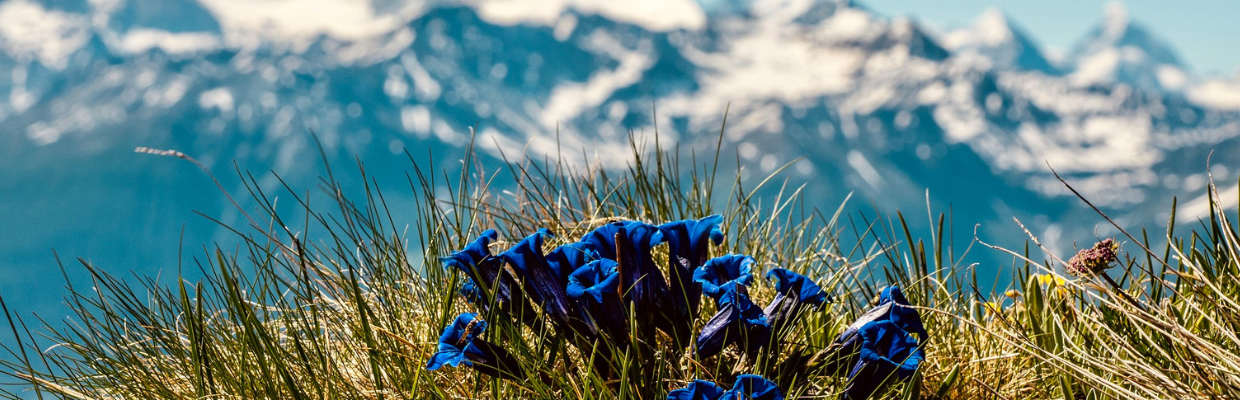 Gentiana: o planta cunoscuta pentru efectele sale digestive, tonice si antiparazitare