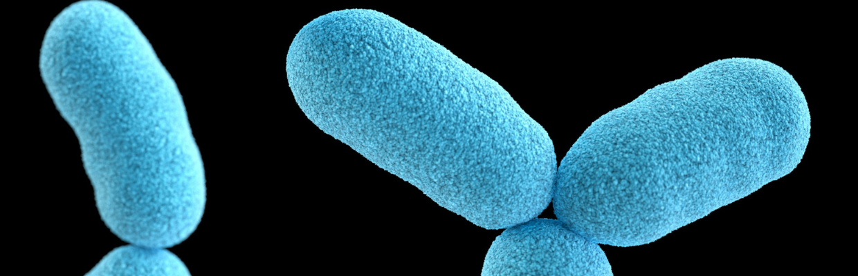 Leptospiroza: De ce apare boala, complicatii ale afectiunii si masuri de preventie