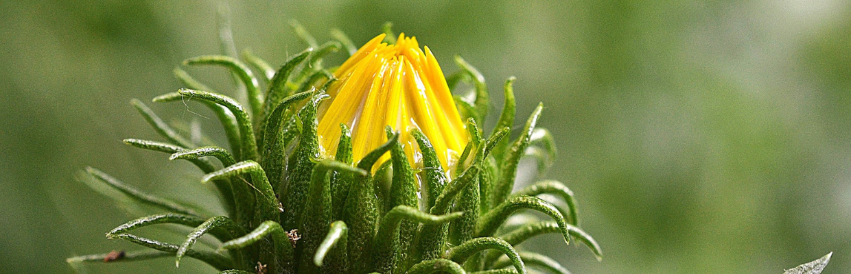 Grindelia: o planta care te ajuta sa ameliorezi simptomele de tuse