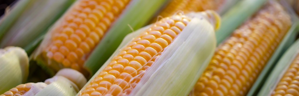 Porumbul: Ce beneficii are pentru organism