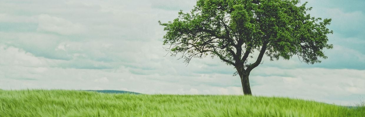 Frasinul: arborele cu proprietati medicinale si cosmetice